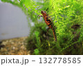 水草で休むアカハライモリ 132778585