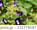 花の蜜を吸うクマバチ 132778587