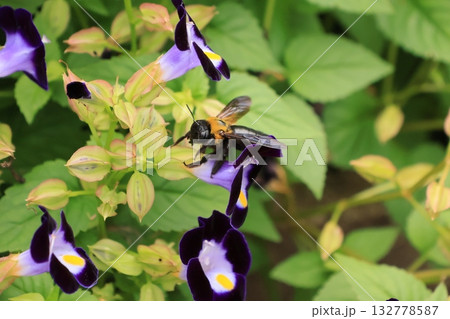 花の蜜を吸うクマバチ 132778587