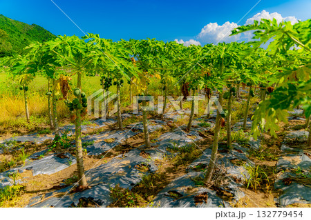 Papaya or melon tree. 132779454