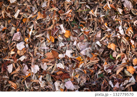 Background of dried leaves in the park 132779570