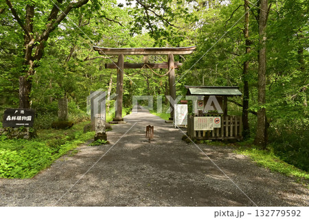 新緑に包まれた戸隠神社 奥社 鳥居 132779592