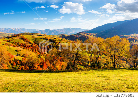 mountain landscape in autumn. beautiful view with trees in colorful foliage. picturesque rural place in carpathian alps on a sunny day. countryside scenery in synevyr national park of ukraine 132779603