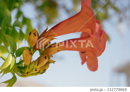 Vibrant tropical vine flower close-up, showing rich pink or magenta petals 132779669