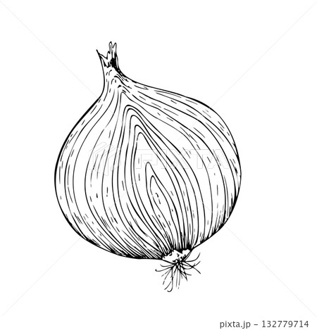 Vector fresh onion in section. Graphic ink half vegetable illustration, isolated on background. Hand drawn line sketch. For designers, prints, logo, icon, menu, postcards, holiday, covers Vector fresh onion in section. Graphic ink half vegetable illustration, isolated on background. Hand drawn line sketch. For designers, prints, logo, icon, menu, postcards, holiday, covers 132779714