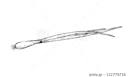Vector Fresh Green Onion. Graphic ink vegetable with bulb and long leaves illustration, isolated on background. Hand drawn line sketch. For designers, prints, logo, icon, menu, postcards, holiday 132779716