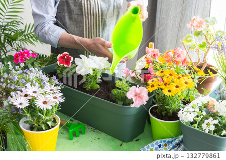 A man planting colorful petunias in pots and waters them, surrounded by lush greenery, capturing spring gardening and hobby vibes, spring decoration of a home balcony or terrace with flowers 132779861