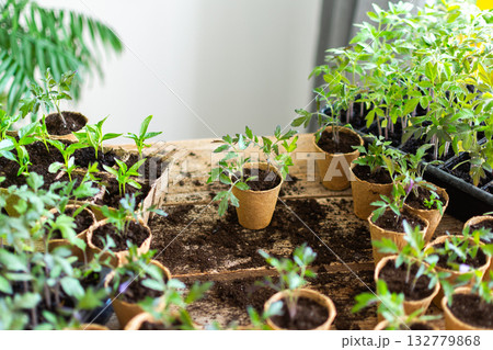 Bright green tomato and pepper seedlings are carefully pricked out from plastic trays and transferred into eco-friendly peat pots on a wooden table in an indoor garden 132779868