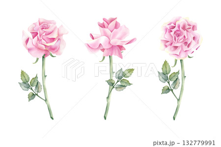 Watercolor French rose set clip art. Open bud pink flower with stem and leaf. Delicate botanical floral illustration isolated from background. For your design wedding invitation, greeting card women 132779991
