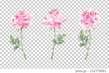 Watercolor French rose set clip art. Open bud pink flower with stem and leaf. Delicate botanical floral illustration isolated from background. For your design wedding invitation, greeting card women 132779991