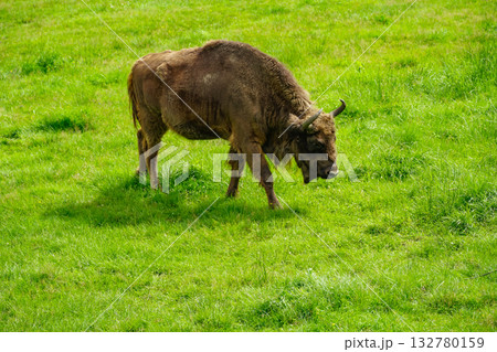 A large bison with horns on the grass, a sunny summer day in a reserve in Poland. 132780159