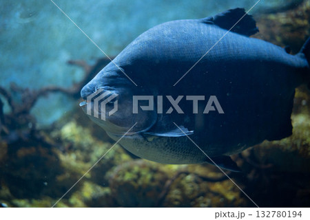 Colossoma macropomum is a species of freshwater ray-finned fish in the subfamily Serrasalminae, the family Characidae, the only species in the genus Colossoma. Colossoma macropomum is a species of freshwater ray-finned fish in the subfamily Serrasalminae, the family Characidae, the only species in the genus Colossoma. 132780194