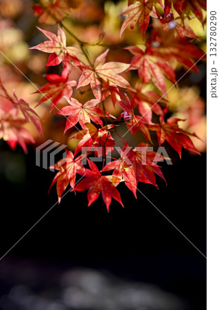 黒背景の紅葉(2) 132780290