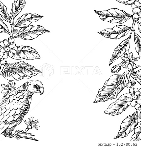 A square frame with a parrot and coffee branches. Realistic vector illustration for cafe design, menus, interiors, price tags, packaging, signs, posters, and postcards. 132780362