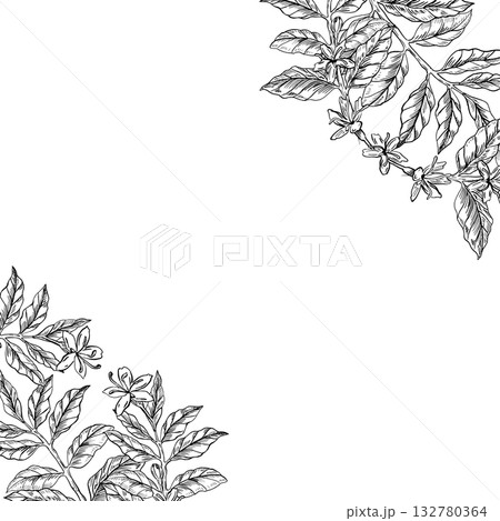 A square frame of coffee branches. Realistic vector illustration for cafe design, menus, interiors, signs, posters, and postcards. A square frame of coffee branches. Realistic vector illustration for cafe design, menus, interiors, signs, posters, and postcards. 132780364