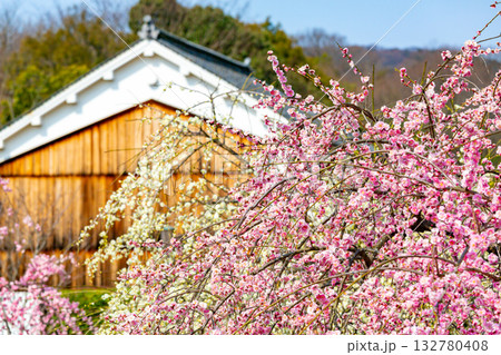梅の花咲く里山と日本の古民家の風景 梅の花咲く里山と日本の古民家の風景 132780408