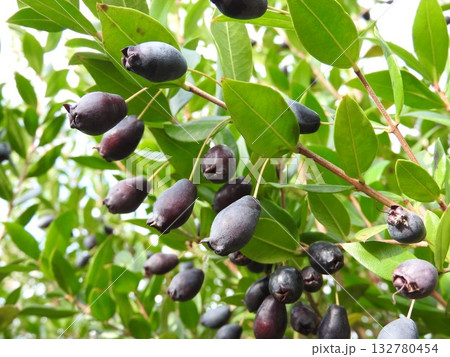 黒紫色の果実をつけた「ギンバイカ」 黒紫色の果実をつけた「ギンバイカ」 132780454