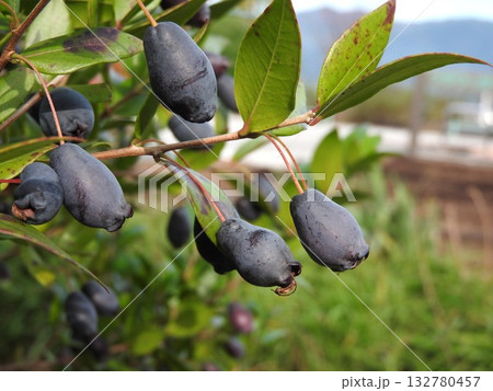 黒紫色の果実をつけた「ギンバイカ」 132780457