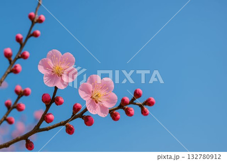 青空に映える紅梅 青空に映える紅梅 132780912
