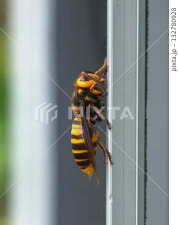 スズメバチ サッシに止まる害虫 スズメバチ サッシに止まる害虫 132780928