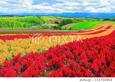 【北海道】カラフルで綺麗な秋の美瑛四季彩の丘 132780968