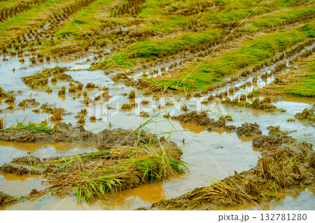 The rice fields after the rice harvest in Korea 132781280