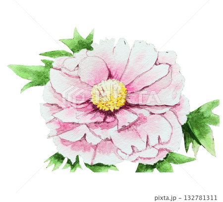 大輪の花を咲かせるピンク色のボタンの花2 大輪の花を咲かせるピンク色のボタンの花2 132781311