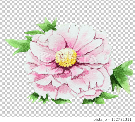 大花粉色牡丹花 2 大花粉色牡丹花 2 132781311