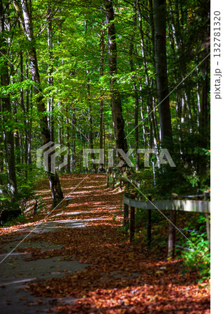 林 森 樹林 132781320