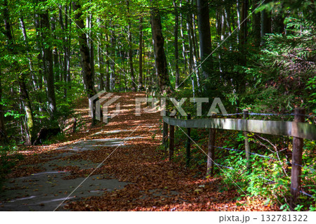 林 森 樹林 132781322