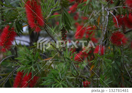 赤い花が咲いたブラシノキ④ 132781481