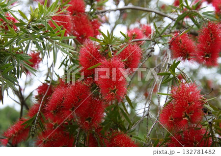 赤い花が咲いたブラシノキ⑤ 132781482