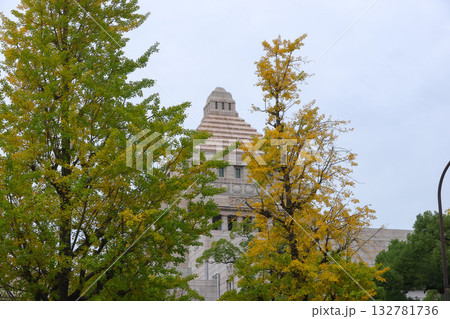 【国会議事堂】銀杏並木、秋の風景 【国会議事堂】銀杏並木、秋の風景 132781736