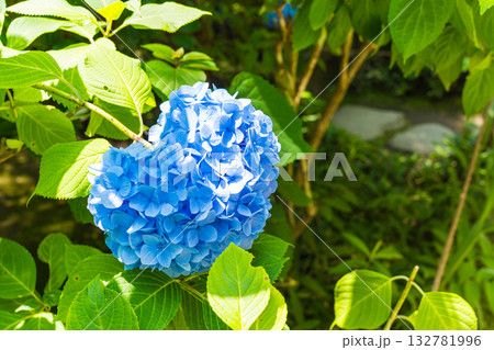日本の鎌倉にある明月院で見られる鮮やかな紫陽花の花 132781996