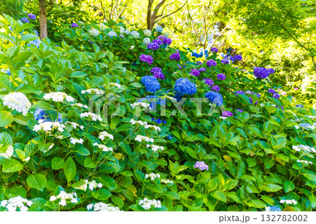 日本の鎌倉にある長谷寺で見られる鮮やかな紫陽花の花 132782002