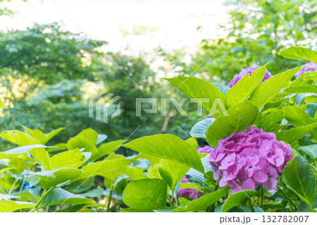 日本の鎌倉にある長谷寺で見られる鮮やかな紫陽花の花 日本の鎌倉にある長谷寺で見られる鮮やかな紫陽花の花 132782007