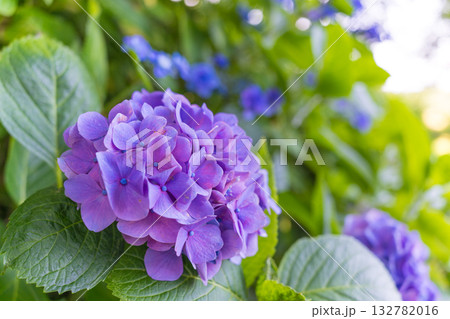 日本の鎌倉にある長谷寺で見られる鮮やかな紫陽花の花 日本の鎌倉にある長谷寺で見られる鮮やかな紫陽花の花 132782016