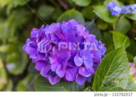 日本の鎌倉にある長谷寺で見られる鮮やかな紫陽花の花 132782017