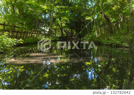 日本の京都の下鴨神社の糺の森の風景 日本の京都の下鴨神社の糺の森の風景 132782042
