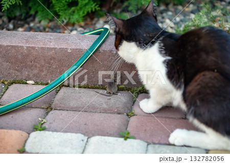 A domestic cat with a black and white color caught a mouse in the yard of the house 132782056