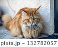 A red Maine Coon cat holds a captured mouse in his teeth 132782057