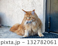 A red Maine Coon cat holds a captured mouse in his teeth 132782061