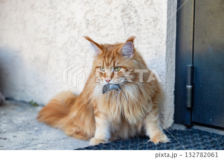 A red Maine Coon cat holds a captured mouse in his teeth 132782061