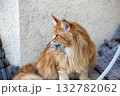 A red Maine Coon cat holds a captured mouse in his teeth 132782062