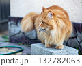 A red Maine Coon cat holds a captured mouse in his teeth 132782063