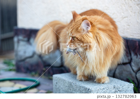 A red Maine Coon cat holds a captured mouse in his teeth A red Maine Coon cat holds a captured mouse in his teeth 132782063