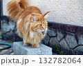 A red Maine Coon cat holds a captured mouse in his teeth 132782064