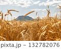 Ears of wheat ripen under the scorching sun against background of mountains 132782076