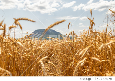 Ears of wheat ripen under the scorching sun against background of mountains Ears of wheat ripen under the scorching sun against background of mountains 132782076