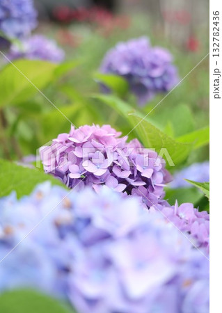 梅雨に咲く紫陽花 梅雨に咲く紫陽花 132782436
